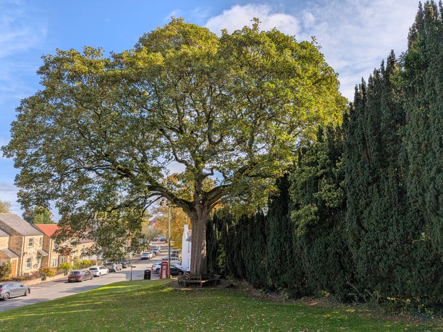 A large, leafless tree with extensive, intricate branches stands prominently in a grassy park area under a clear blue sky, with a few smaller trees and bushes in the background. The scene is illuminat
