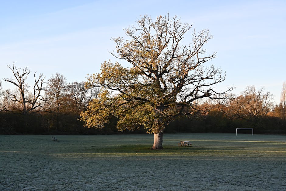 A large deciduous tree with mostly bare branches and some remaining yellow and green leaves stands centrally in a grassy park area during late autumn or early winter. The grass appears slightly frosted, and the ground is shaded by the tree, creating a contrast between sunlit and shadowed areas. In the background, there are additional leafless and partially leafless trees along the horizon, with a clear, pale blue sky overhead. Within the park, near the tree, there are two wooden picnic tables and a portable bench, all positioned on the grass. To the far right of the image, a white goalpost is visible, indicating the space may be used as a sports field. The scene is calm and open, typical of a public park, with natural lighting suggesting either early morning or late afternoon. This outdoor setting highlights the seasonal change and provides a tranquil environment, relevant to the context of home relocation or moving logistics, as visual cues for a peaceful, natural backdrop for furniture transport or packing preparation in a house removal service provided by Man with Van Burnt Oak.