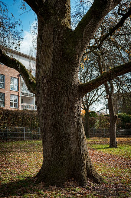 A large mature tree with a thick, textured trunk and sprawling branches is situated in a residential area during daytime. In the background, multi-storey apartment buildings with balconies are visible, along with a row of hedges and other trees, some of which have sparse leaves indicating late autumn or early winter. The ground beneath the tree is covered with fallen leaves, and a metal fence runs along the edge of the property. The lighting suggests natural daylight, with a clear sky overhead. This scene could be part of a suburban setting where house removals or local furniture transport might involve navigating around such outdoor features, consistent with the services offered by Man with Van Burnt Oak in the Burnt Oak area near Watling Avenue and NW9.