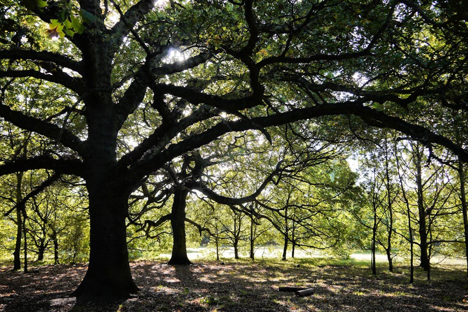 A broad view of a park area with large mature trees, including a prominent central tree with a thick trunk and extensive branches stretching outward. The trees have dense green foliage, allowing dappled sunlight to filter through, creating patches of light and shadow on the ground. In the background, smaller trees and an open grassy area are visible, with multiple thin trees aligned in rows, suggesting a landscaped environment. The ground is covered with fallen leaves and some scattered branches, providing a natural setting. This outdoor scene reflects a peaceful, leafy environment suitable for home relocation or moving services, with the trees and open space indicating an accessible area near residential properties in Burnt Oak. Occasionally, [COMPANY_NAME] utilizes such environments during street-level moves, involving packing, loading, and transport of furniture and boxes by professional movers.