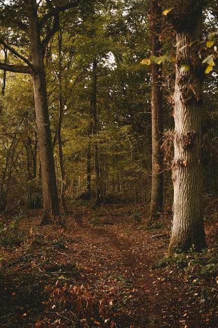 Close-up image of a single oak leaf turning yellow and brown amidst dense green foliage of holly leaves and branches. The oak leaf displays a distinct lobed shape with irregular edges, highlighting the seasonal change in autumn. Surrounding leaves are glossy, dark green, and evergreen, contrasting with the autumnal leaf. Light filters through the canopy, illuminating the leaf and casting soft shadows, creating a natural, outdoor setting typical of a residential street environment. The background is blurred with hints of additional greenery, emphasizing the focus on the leaf. This realistic photograph captures the natural variation in foliage often seen during house removals and relocation activities that involve outdoor packing or garden clearing, relevant to house moving services like those provided by Man with Van Burnt Oak, supporting the theme of home relocation and moving logistics.
