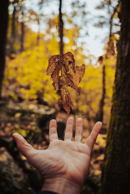 A human hand extended upwards beneath a dried, brown autumn leaf hanging from a thin branch in a forest setting. The background features blurred trees with vibrant yellow and orange foliage, indicating a fall season. The scene is illuminated by natural daylight, highlighting the textures of the leaf, tree bark, and leaves in the background. This outdoor environment can be associated with nature walks or environmental features, but in the context of house removals and furniture transport, it emphasizes the importance of careful handling and protection of items during outdoor loading or transit processes, as carried out by companies like Man with Van Burnt Oak in their home relocation and moving services.