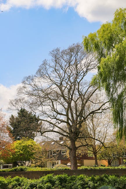 The image shows a large, leafless tree with an extensive network of branches standing prominently in a residential area during early spring. The tree is situated on a grassy verge with a low brick wall in front, which separates it from the pavement. Behind the tree, there are two houses with pitched roofs, partially obscured by the branches; one house has cream walls and dark windows, and the other appears to be a darker colour. To the right, part of a green, leafy tree with fresh foliage is visible, contrasting with the bare branches of the central tree. The sky above is partly cloudy with patches of blue, and daylight illuminates the scene evenly. This outdoor setting, with mature trees and residential buildings, is typical of a suburban neighbourhood where home relocation services, like those offered by Man with Van Burnt Oak, facilitate furniture transport and moving logistics, including packing and loading processes involving various household items visible in the vicinity.
