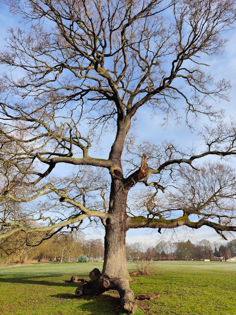 A large deciduous tree with a thick central trunk and numerous sprawling branches extending outward and upward, all without leaves, indicating a winter or early spring season. The tree is situated in an open grassy area with a clear blue sky overhead, and a few low-lying buildings and other trees are visible in the background. The trunk shows signs of pruning or damage, with a broken branch close to the base and some smaller branches cut back. The scene is well-lit with natural daylight, highlighting the texture of the bark and the spread of the branches, which are typical of mature trees used in residential or park settings. This image aligns with the context of house removals and relocation services, illustrating the importance of carefully planning the transport of large trees and garden features as part of a comprehensive home relocation and furniture transport process, a service often managed by companies like Man with Van Burnt Oak.